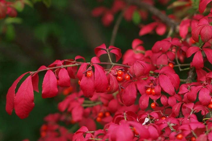 Euonymus alatus 'Compactus' (Trzmielina oskrzydlona 'Compactus')