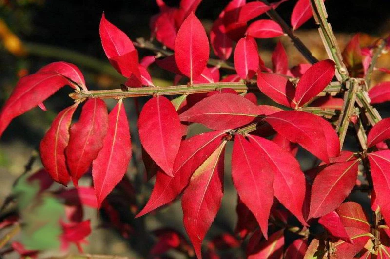 Euonymus alatus 'Compactus' (Trzmielina oskrzydlona 'Compactus')