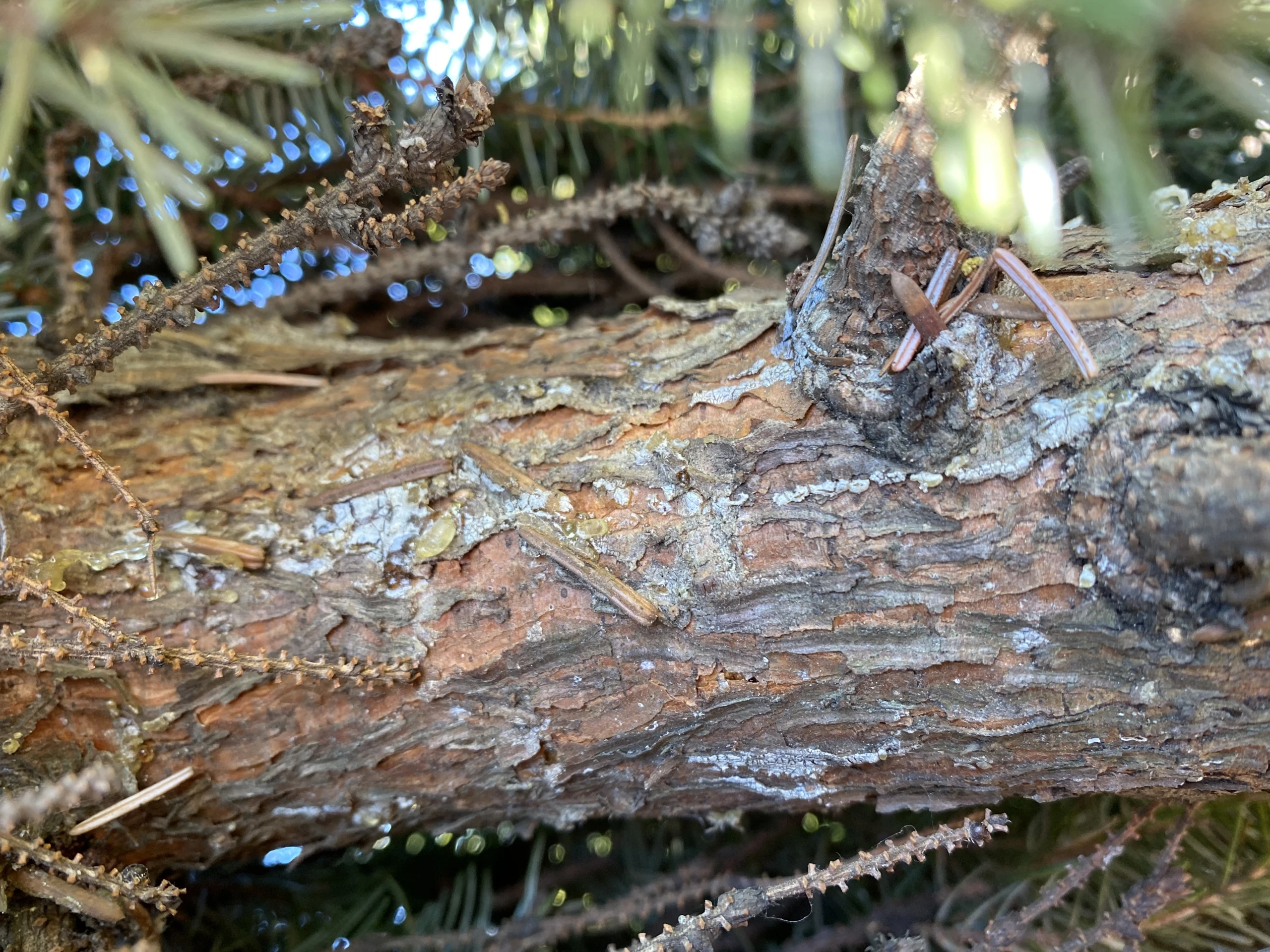 Picea omorika (Świerk serbski)