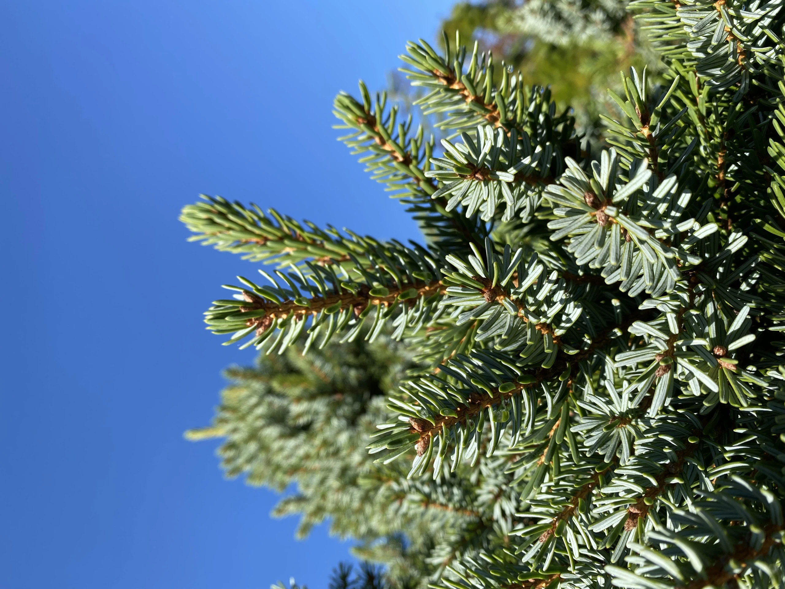 Picea omorika (Świerk serbski)