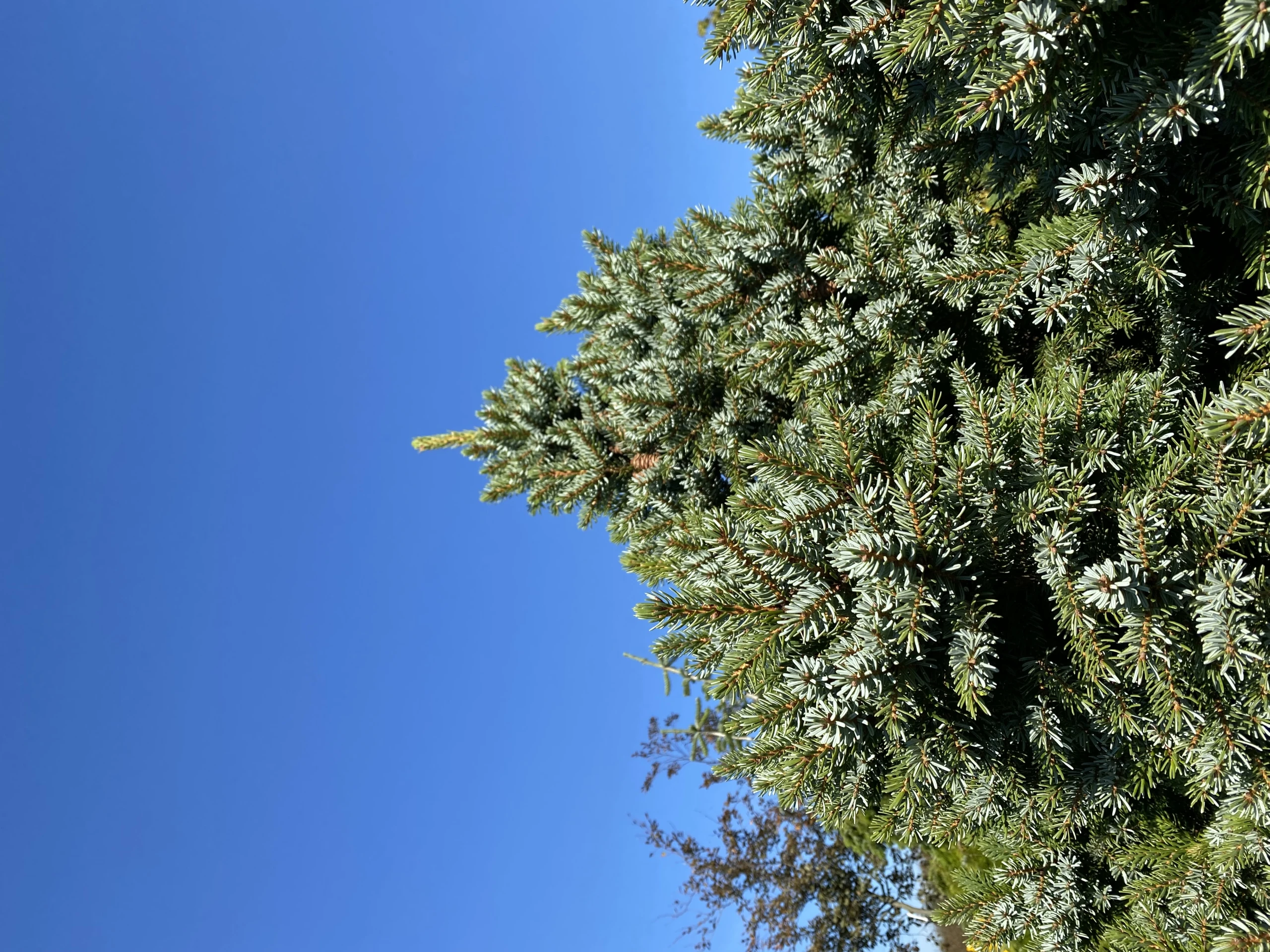 Picea omorika (Świerk serbski)