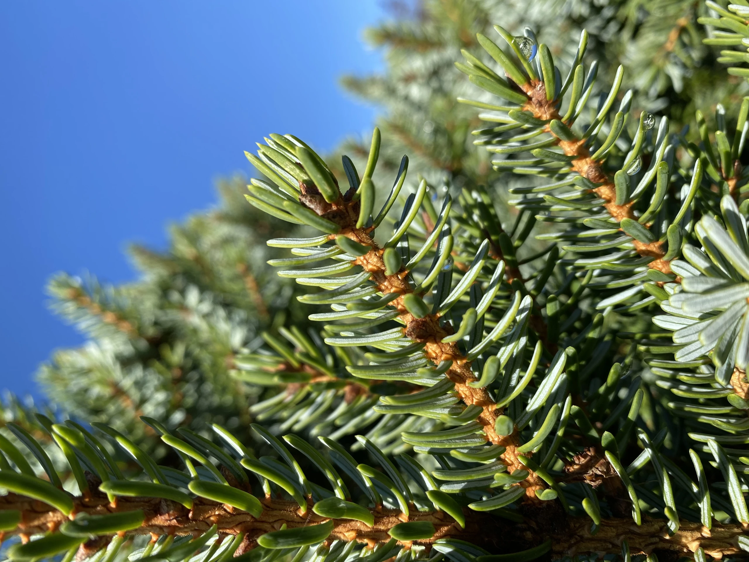 Picea omorika (Świerk serbski)