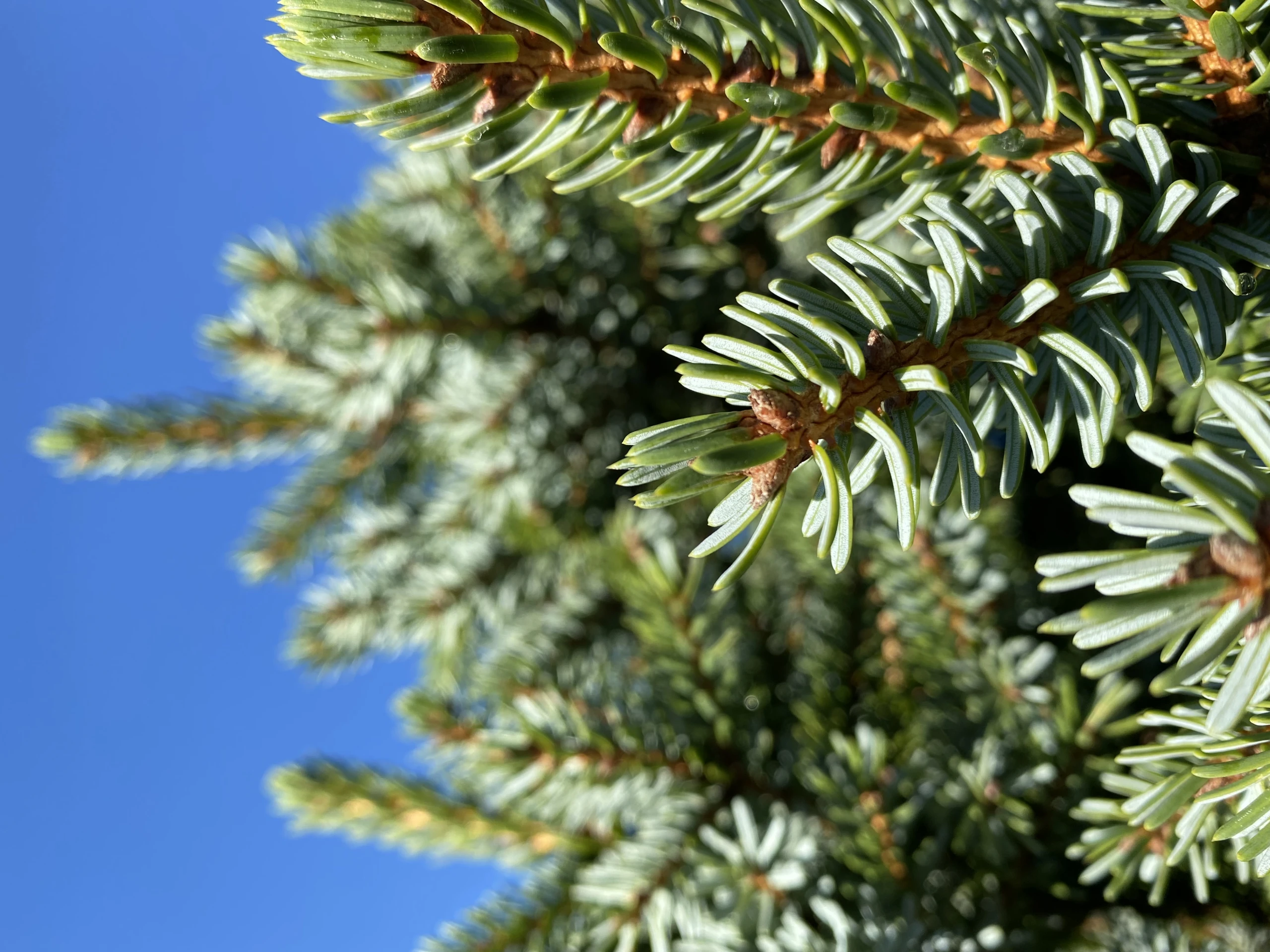 Picea omorika (Świerk serbski)