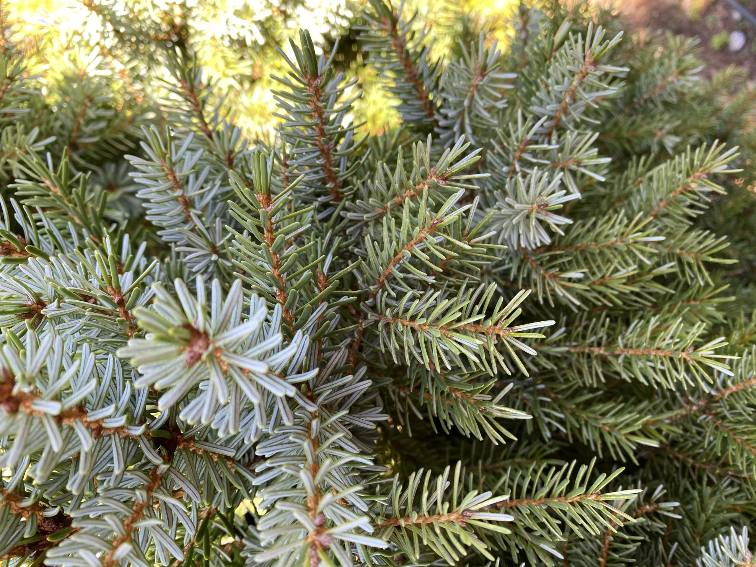 Picea omorika (Świerk serbski)