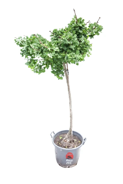 Ginkgo biloba 'Mariken' (Miłorząb dwuklapowy 'Mariken')