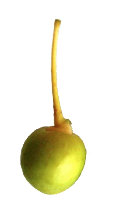 Ginkgo biloba 'Mariken' (Miłorząb dwuklapowy 'Mariken')