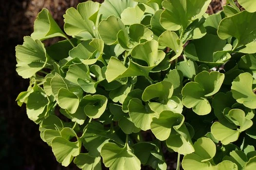 Ginkgo biloba 'Mariken' (Miłorząb dwuklapowy 'Mariken')