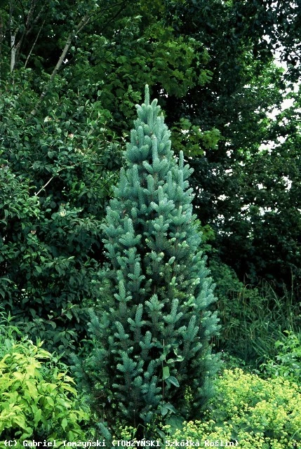 Picea pungens 'Iseli Fastigiate' ( Świerk kłujący 'Iseli Fastigiate')