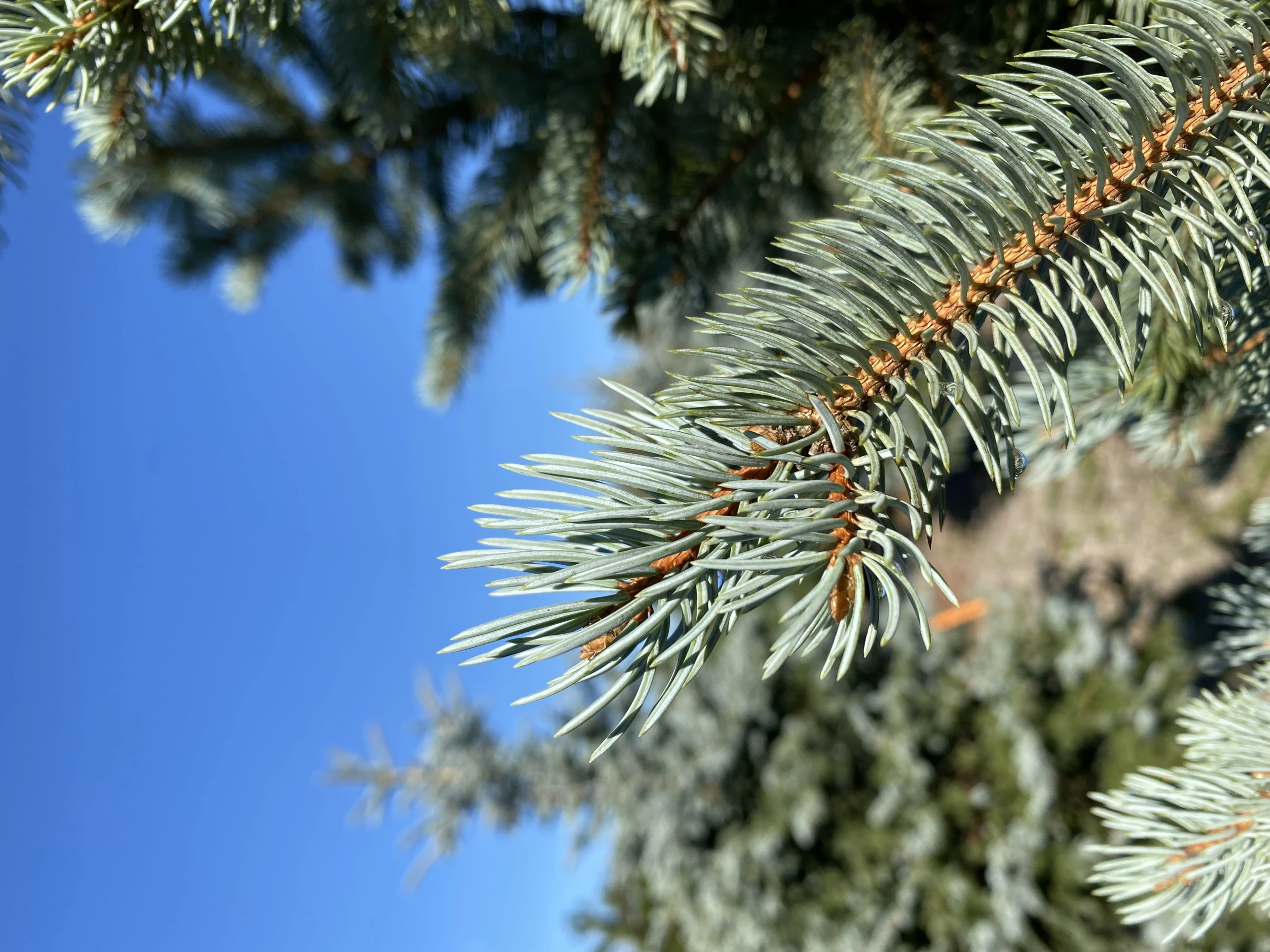 Picea pungens 'Iseli Fastigiate' ( Świerk kłujący 'Iseli Fastigiate')