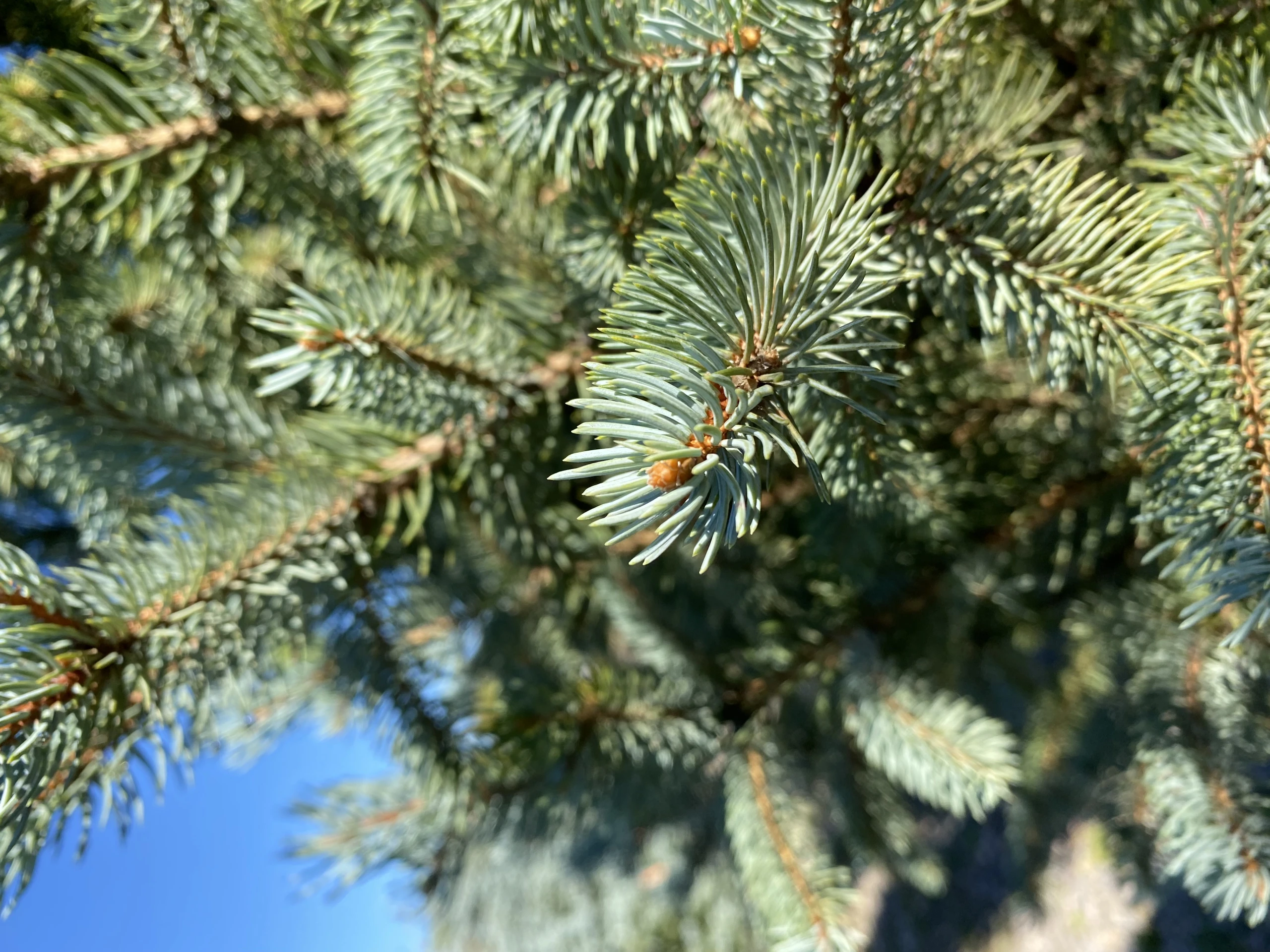 Picea pungens 'Iseli Fastigiate' ( Świerk kłujący 'Iseli Fastigiate')