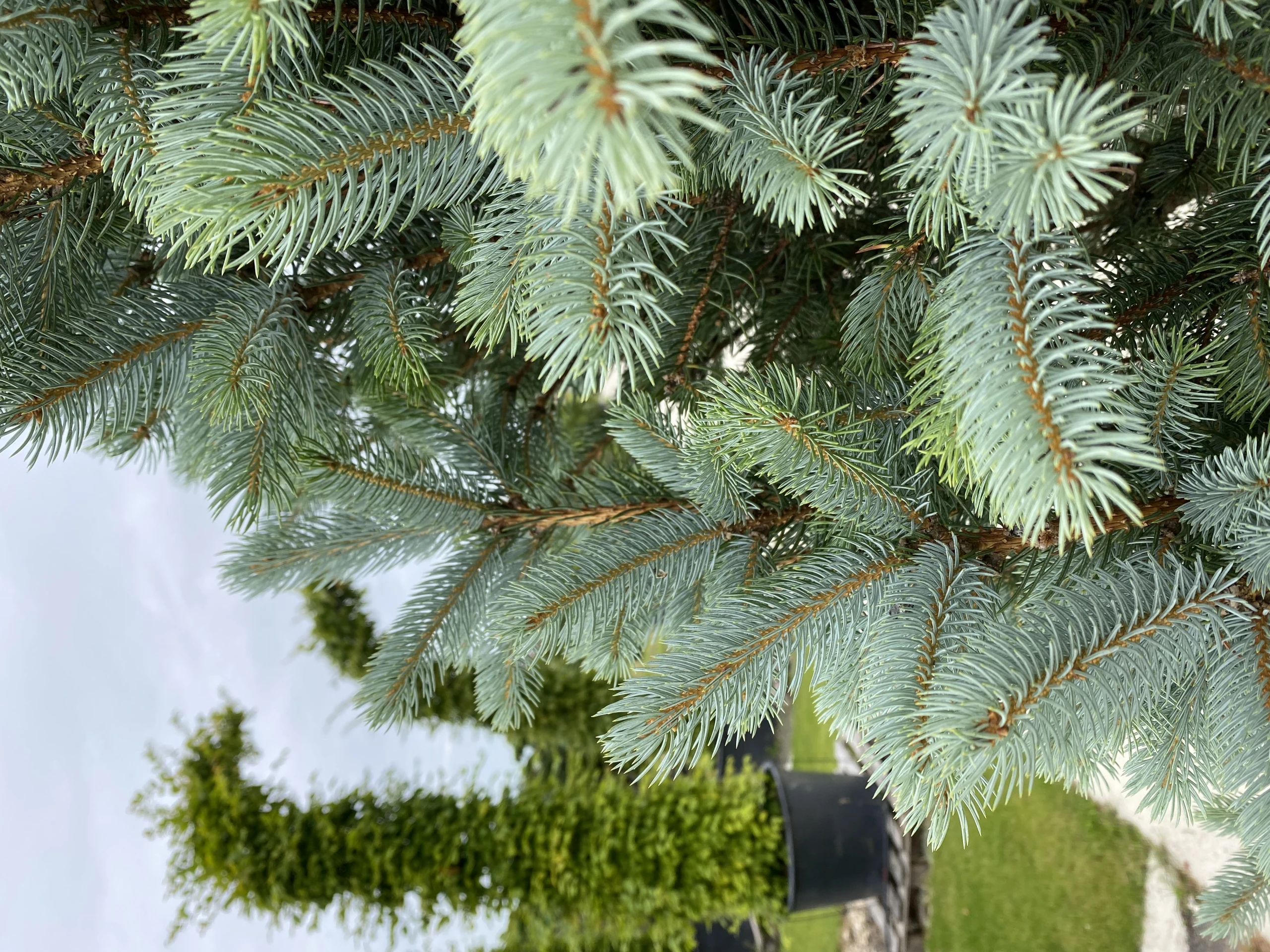 Picea pungens 'Iseli Fastigiate' ( Świerk kłujący 'Iseli Fastigiate')