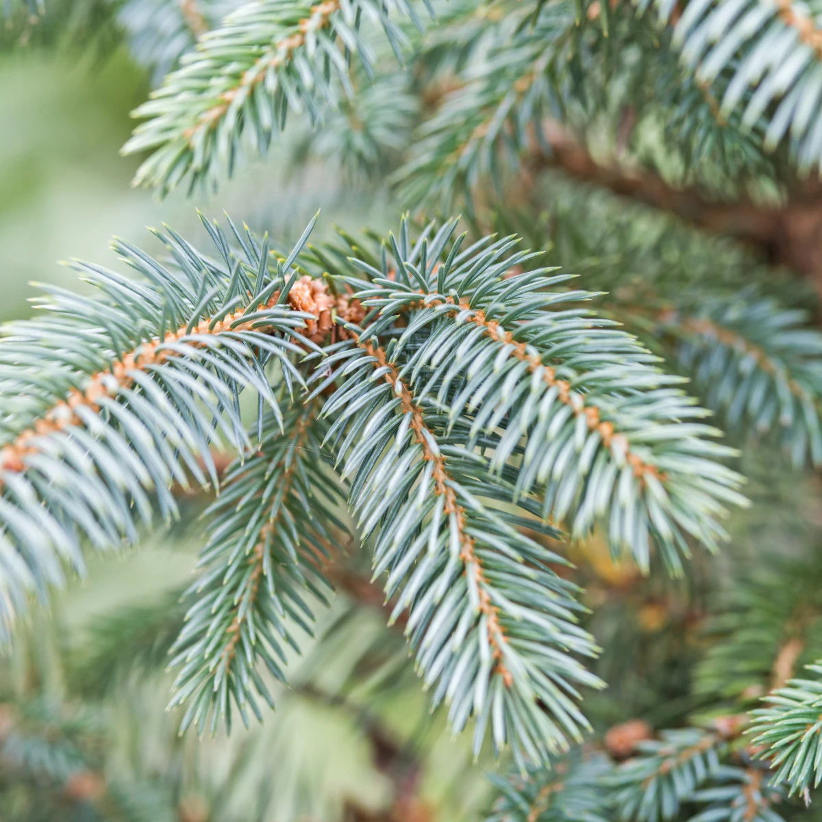 Picea pungens 'Iseli Fastigiate' ( Świerk kłujący 'Iseli Fastigiate')