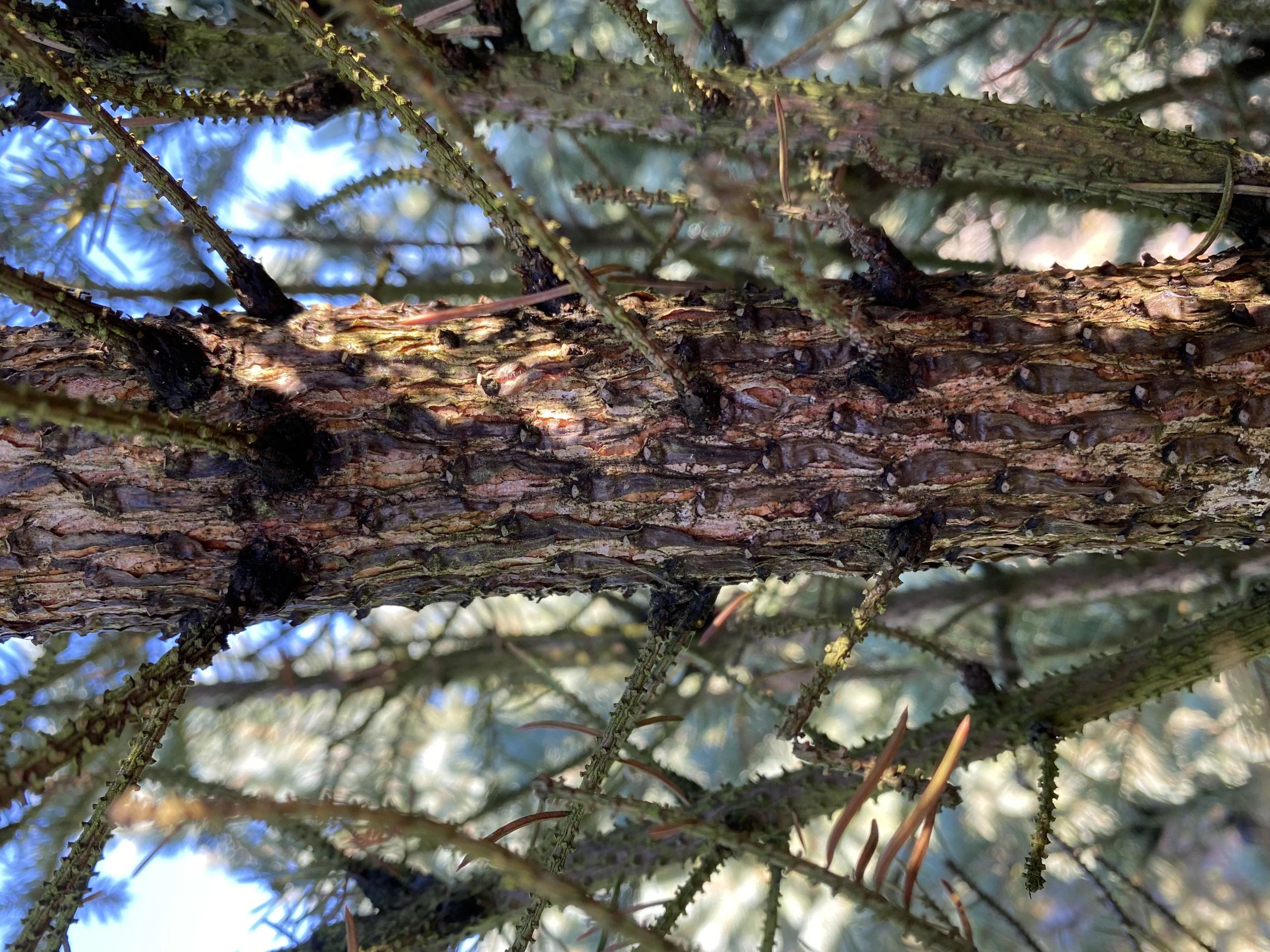 Picea pungens 'Iseli Fastigiate' ( Świerk kłujący 'Iseli Fastigiate')