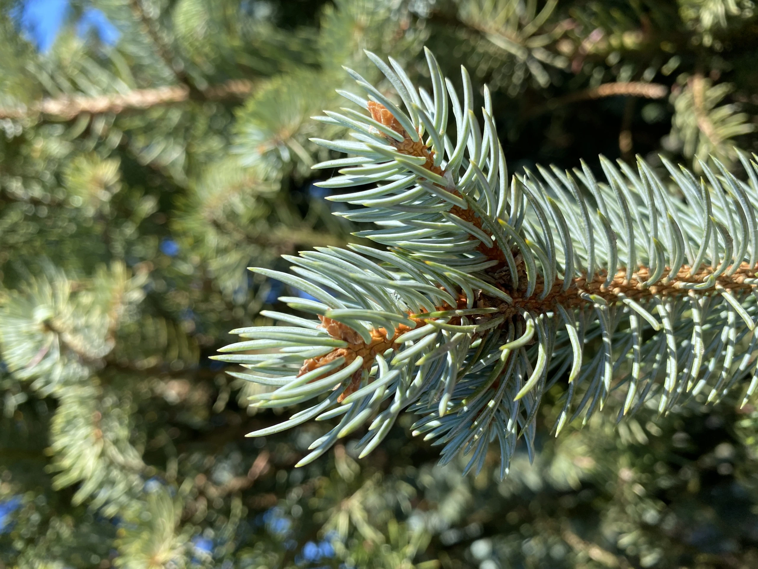 Picea pungens 'Iseli Fastigiate' ( Świerk kłujący 'Iseli Fastigiate')