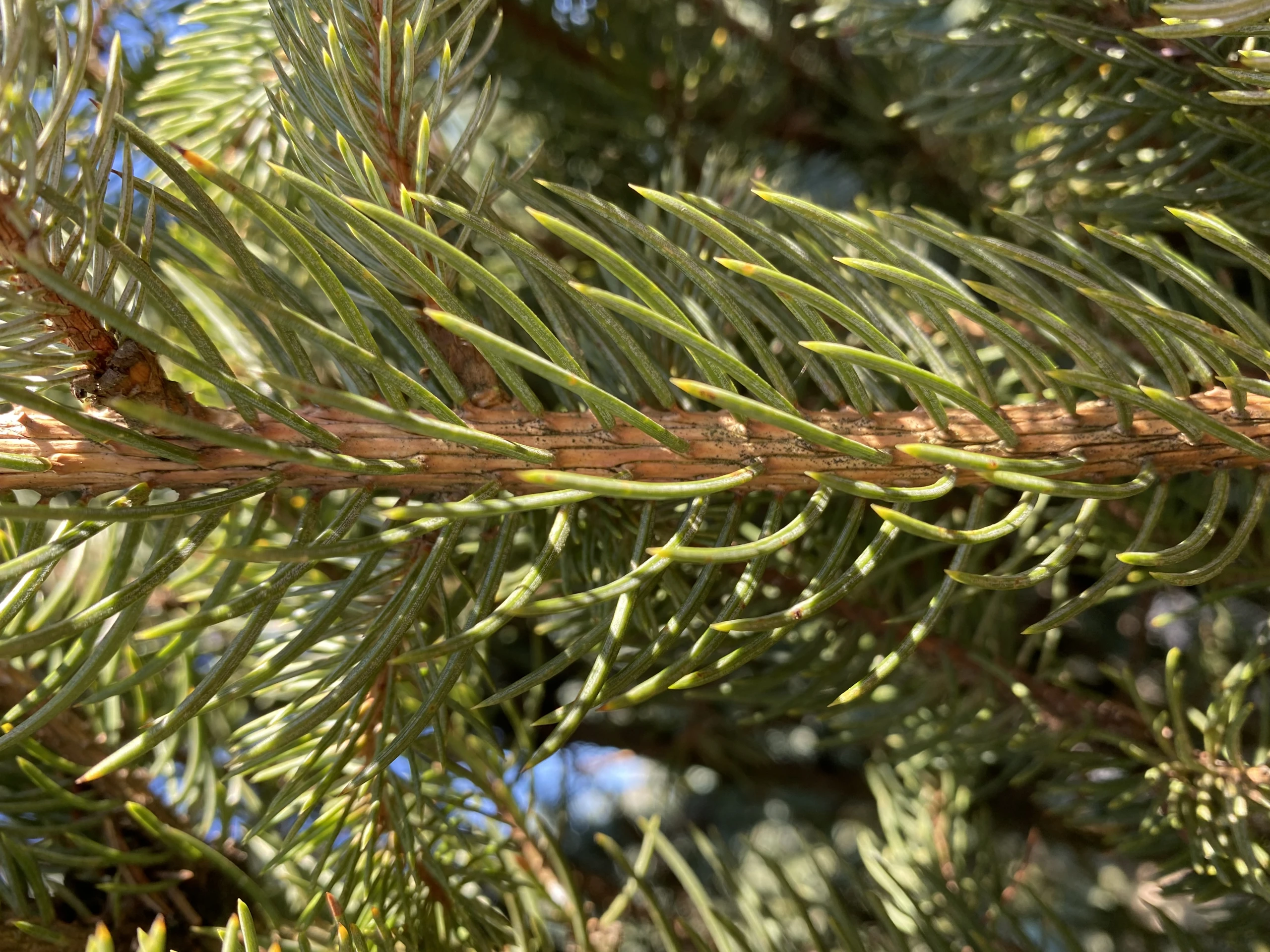 Picea pungens 'Iseli Fastigiate' ( Świerk kłujący 'Iseli Fastigiate')