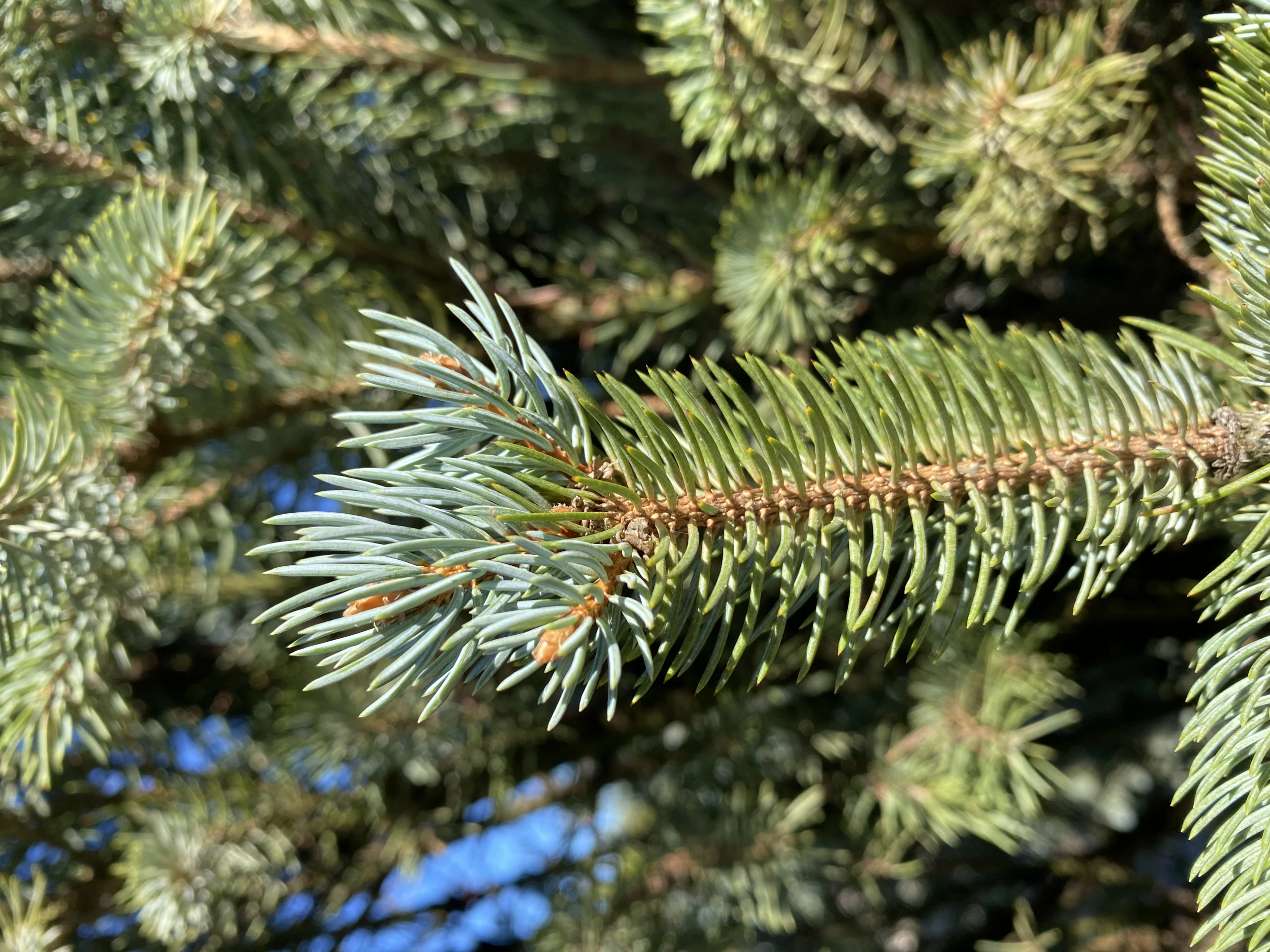 Picea pungens 'Iseli Fastigiate' ( Świerk kłujący 'Iseli Fastigiate')