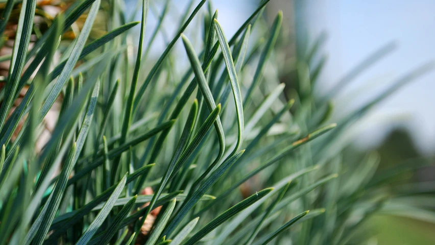 Pinus sylvestris 'Fastigiata' (Sosna pospolita 'Fastigiata')