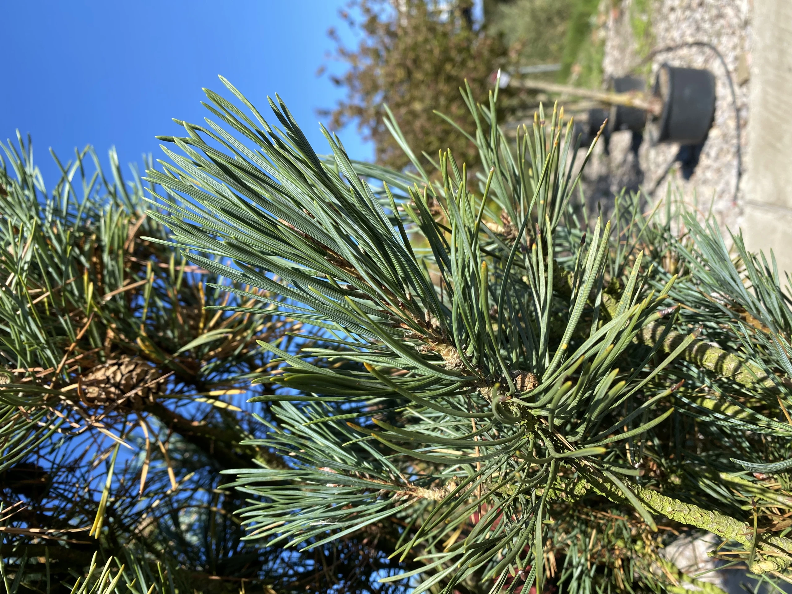 Pinus sylvestris 'Fastigiata' (Sosna pospolita 'Fastigiata')