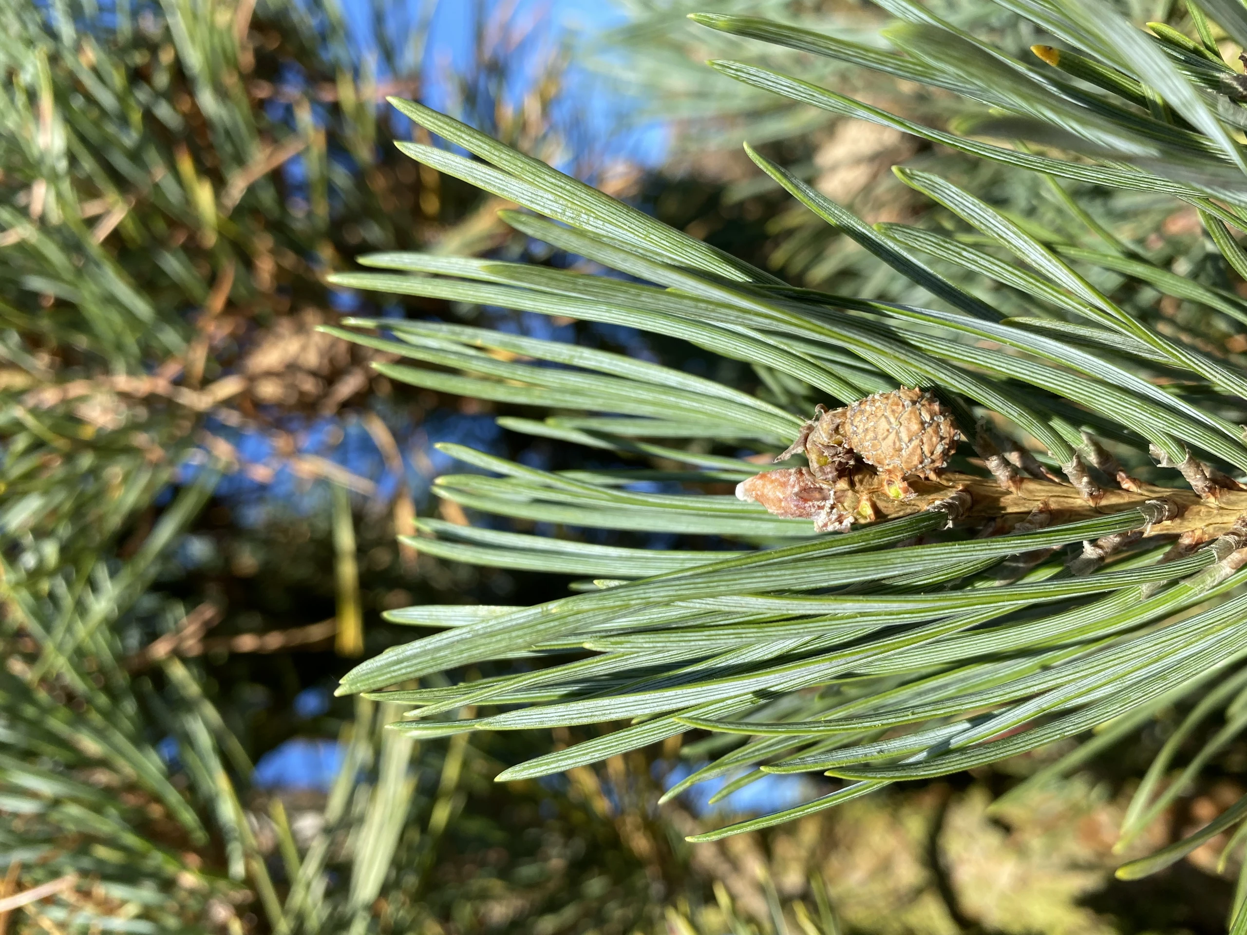 Pinus sylvestris 'Fastigiata' (Sosna pospolita 'Fastigiata')