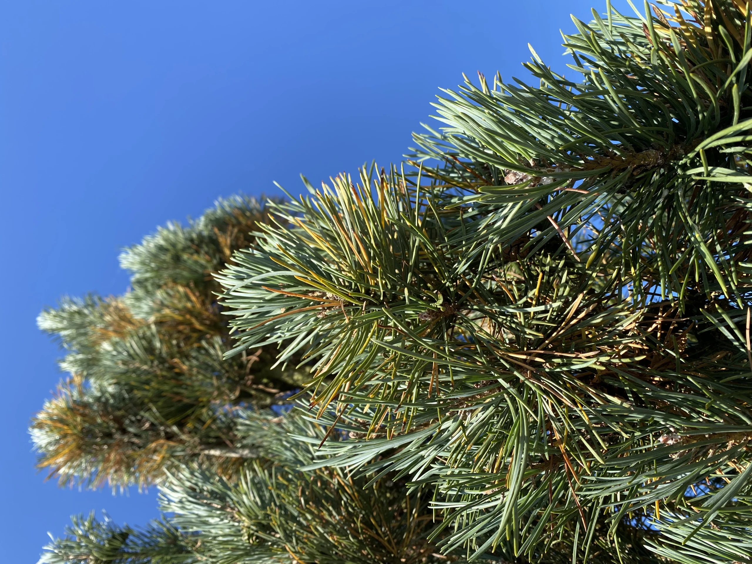 Pinus sylvestris 'Fastigiata' (Sosna pospolita 'Fastigiata')