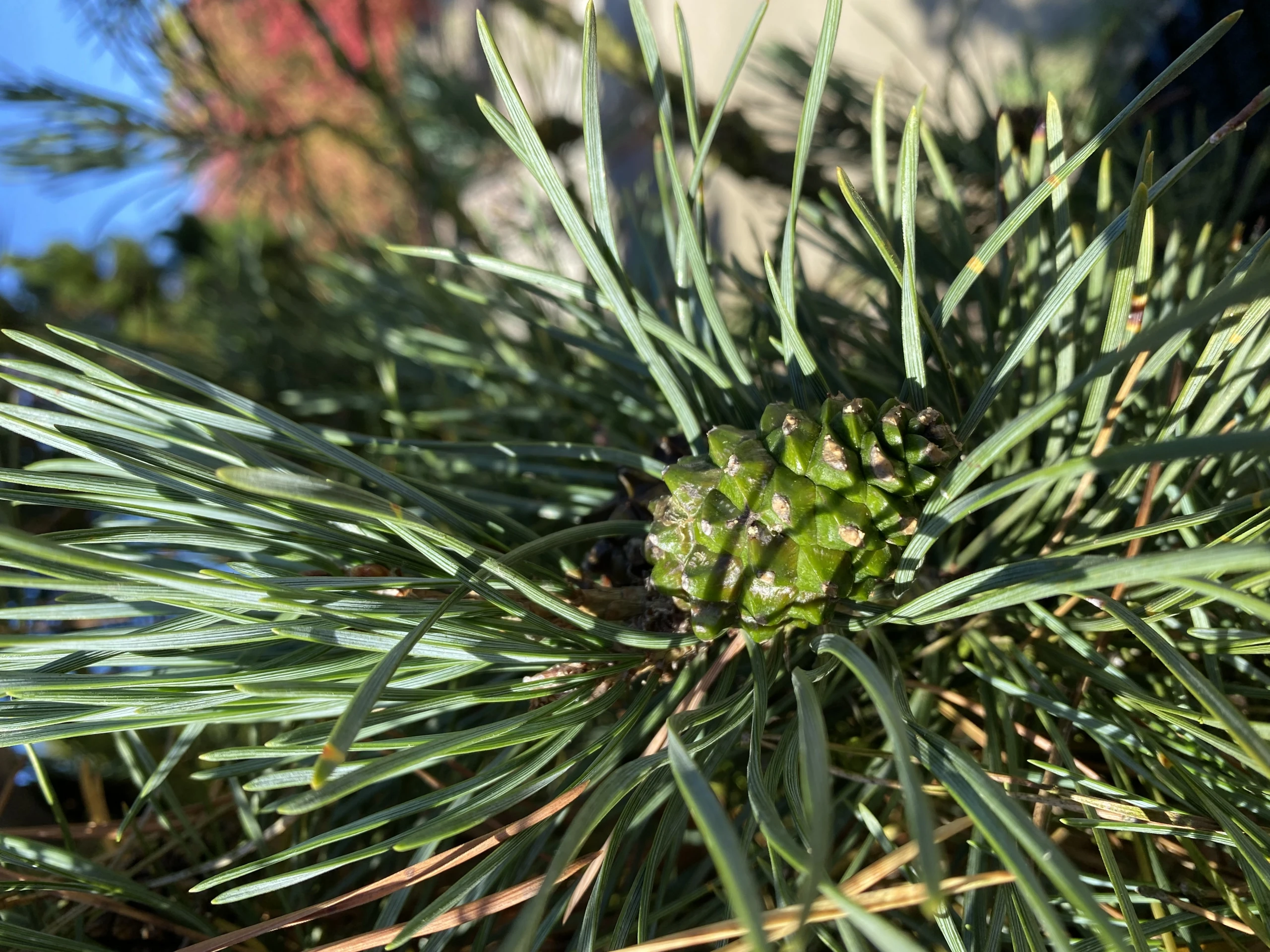 Pinus sylvestris 'Fastigiata' (Sosna pospolita 'Fastigiata')