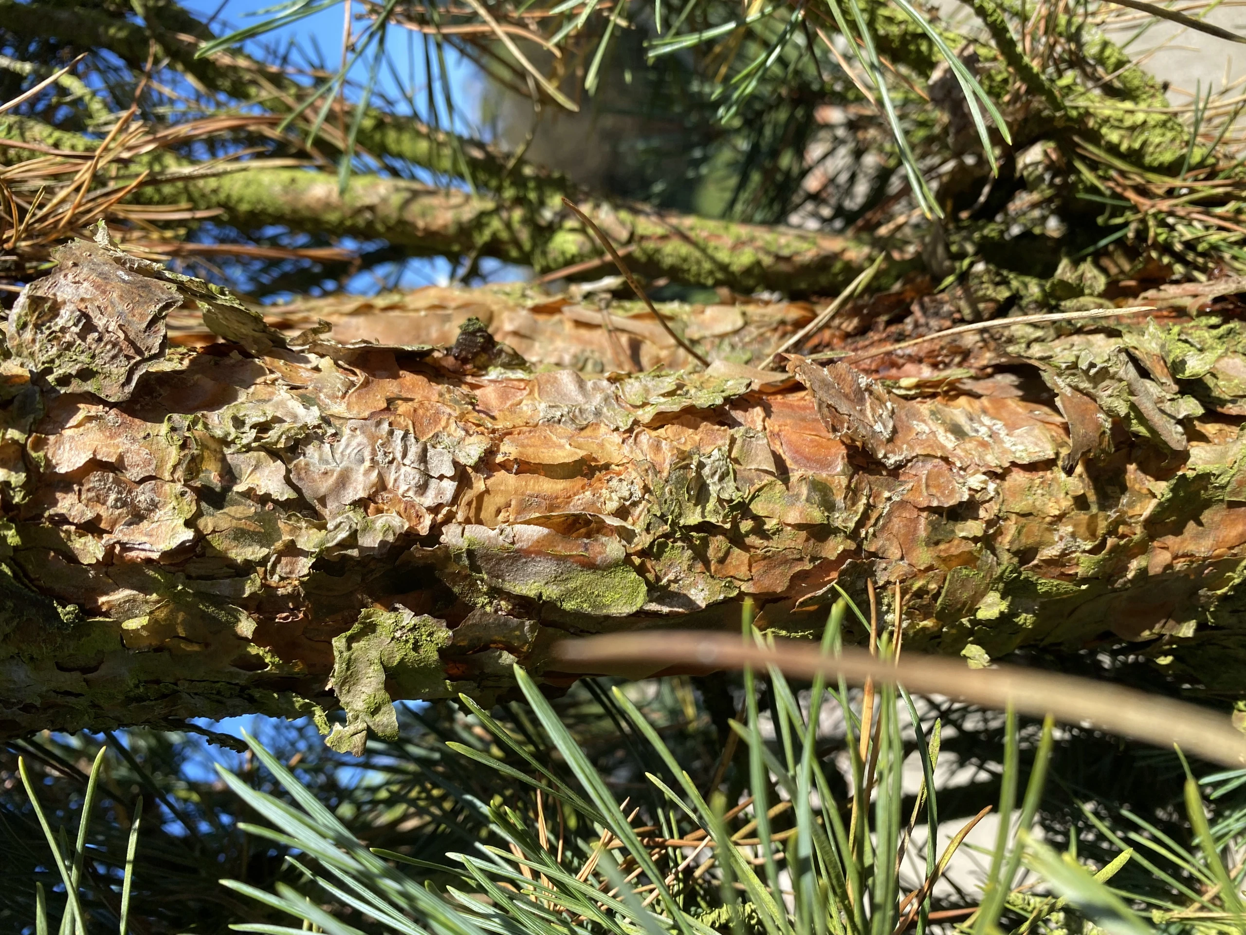 Pinus sylvestris 'Fastigiata' (Sosna pospolita 'Fastigiata')