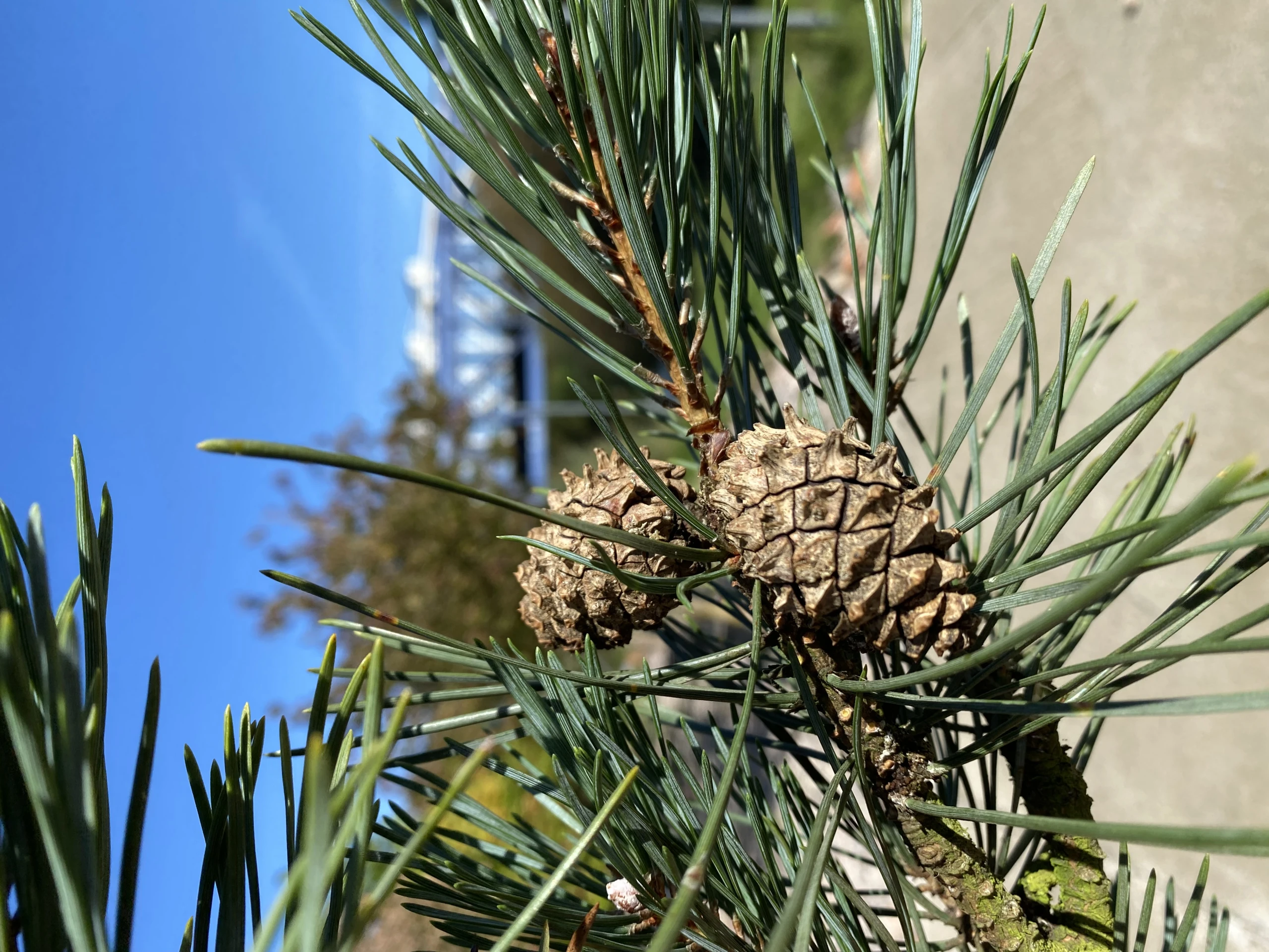 Pinus sylvestris 'Fastigiata' (Sosna pospolita 'Fastigiata')