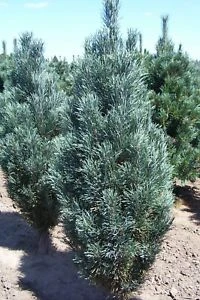 Pinus sylvestris 'Fastigiata' (Sosna pospolita 'Fastigiata')