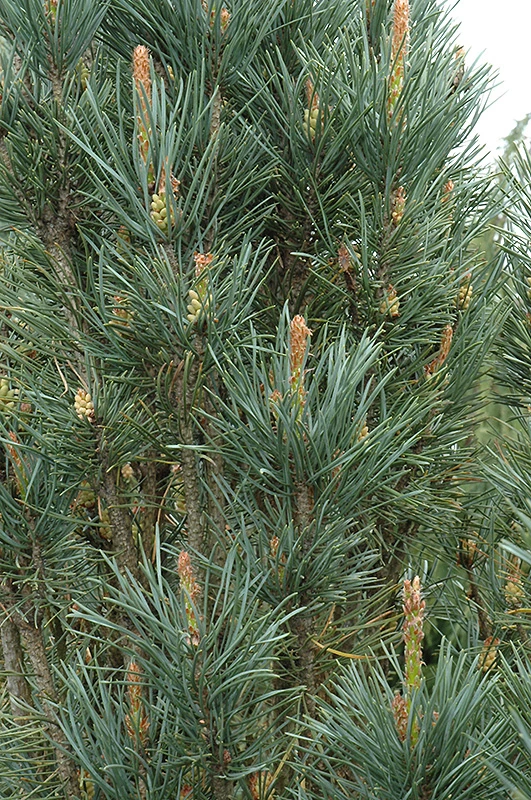 Pinus sylvestris 'Fastigiata' (Sosna pospolita 'Fastigiata')