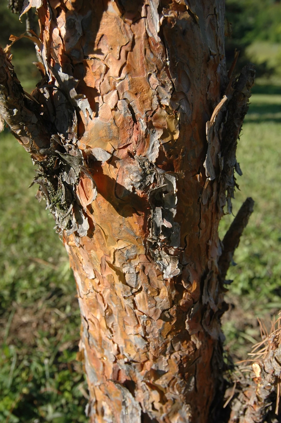 Pinus sylvestris 'Fastigiata' (Sosna pospolita 'Fastigiata')