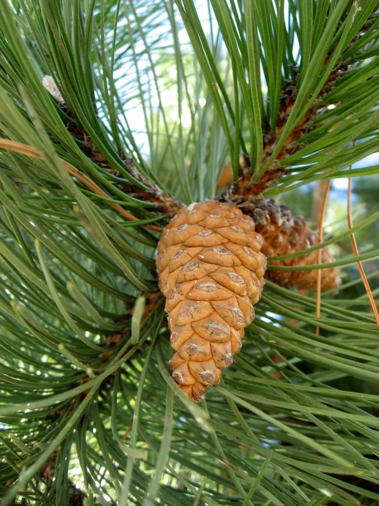 Pinus nigra 'Fastigiata' (Sosna czarna 'Fastigiata')