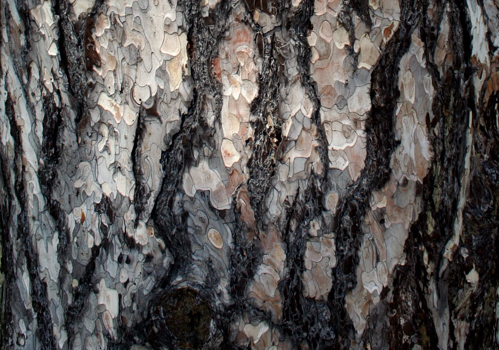 Pinus nigra 'Fastigiata' (Sosna czarna 'Fastigiata')