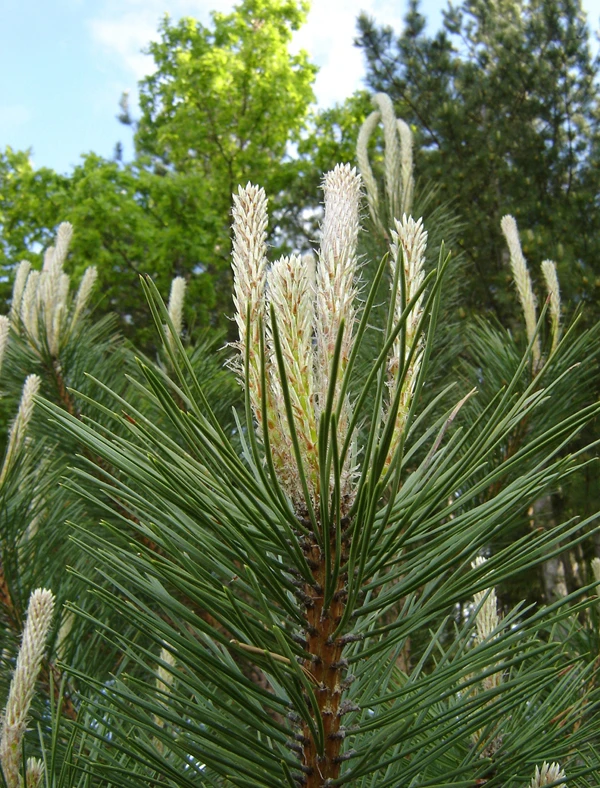 Pinus nigra 'Fastigiata' (Sosna czarna 'Fastigiata')