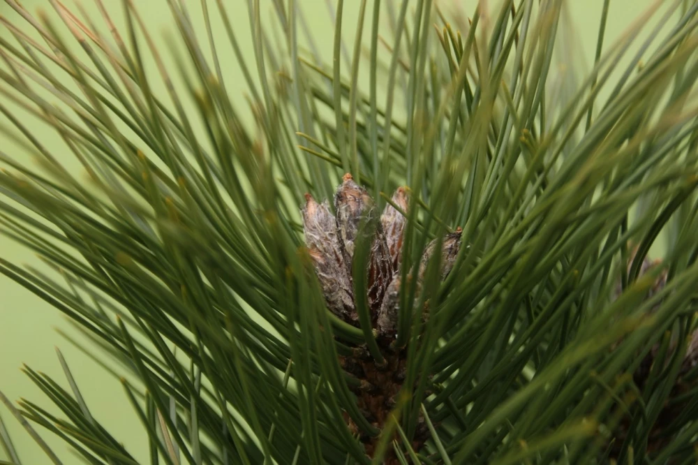 Pinus nigra 'Fastigiata' (Sosna czarna 'Fastigiata')