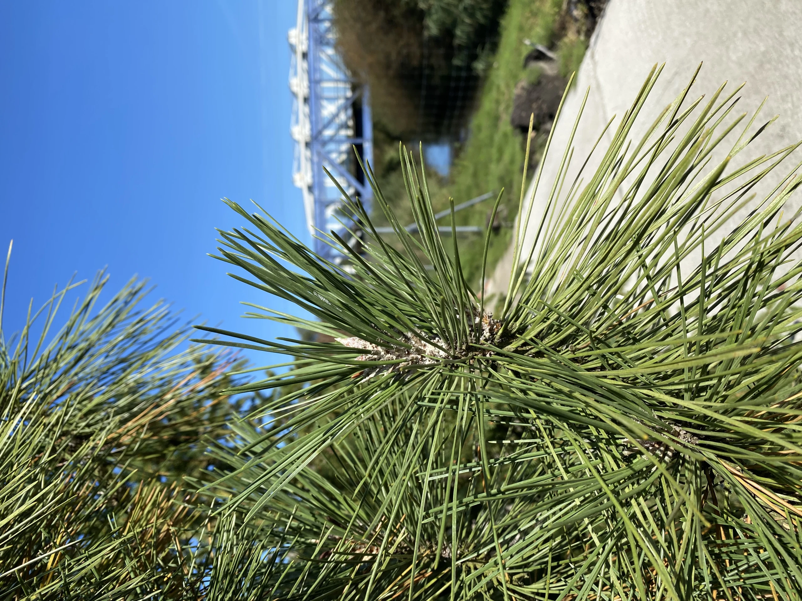 Pinus nigra 'Fastigiata' (Sosna czarna 'Fastigiata')