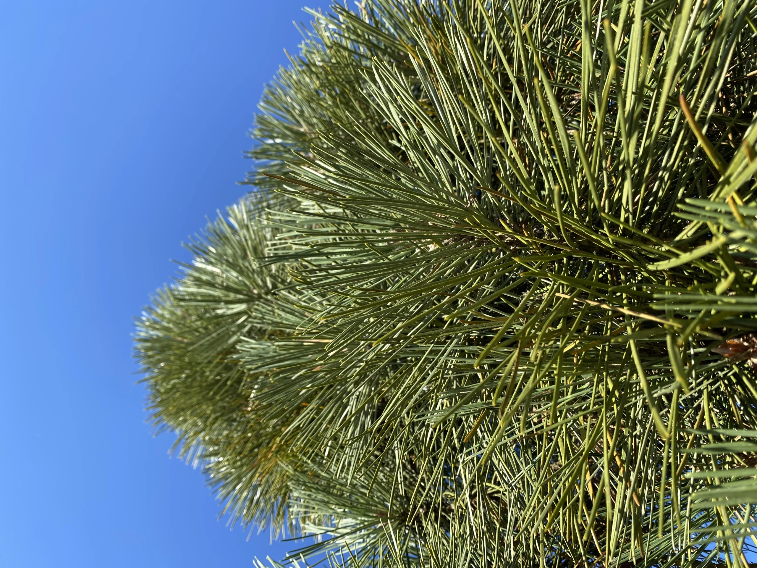 Pinus nigra 'Fastigiata' (Sosna czarna 'Fastigiata')