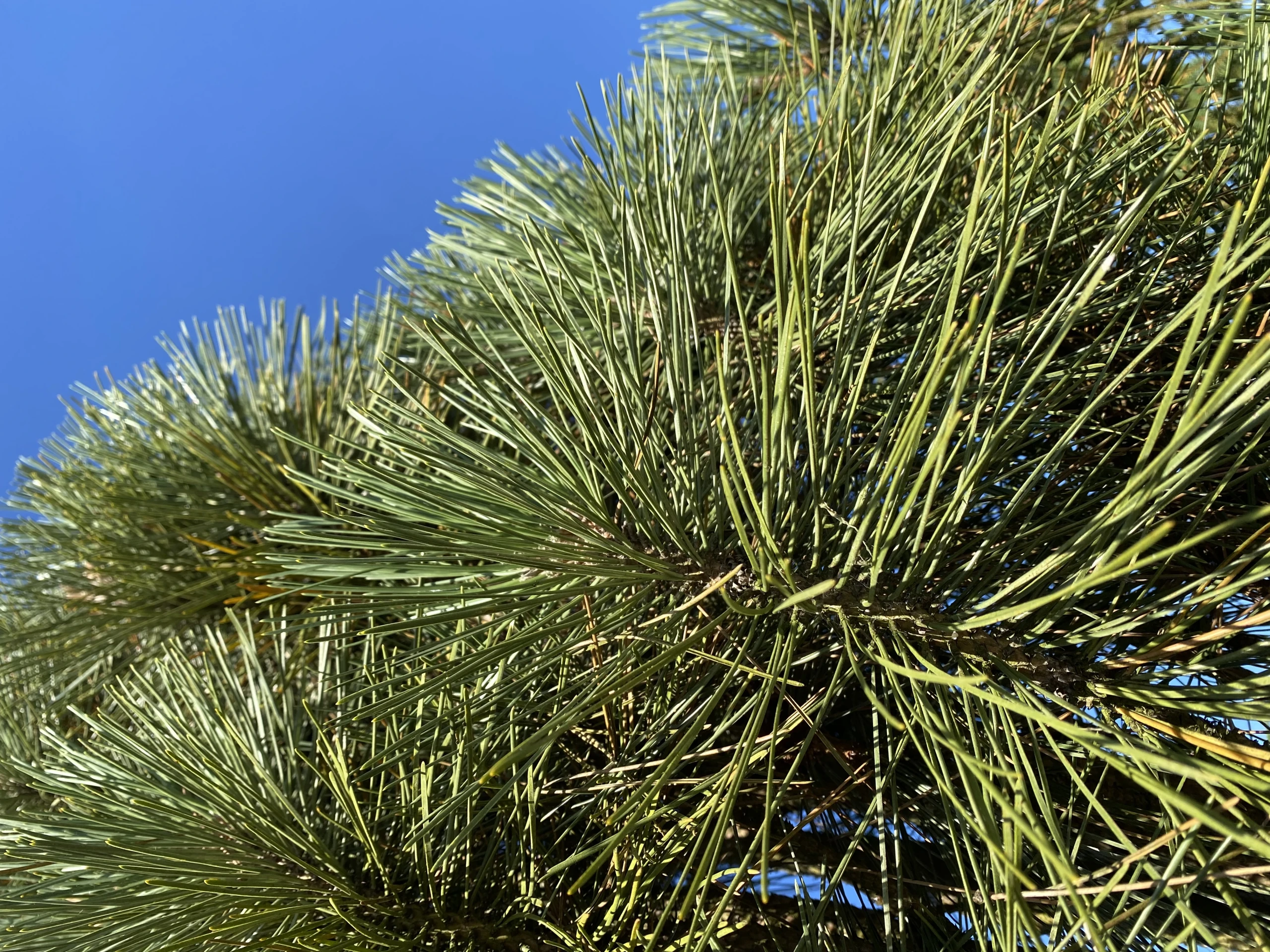 Pinus nigra 'Fastigiata' (Sosna czarna 'Fastigiata')