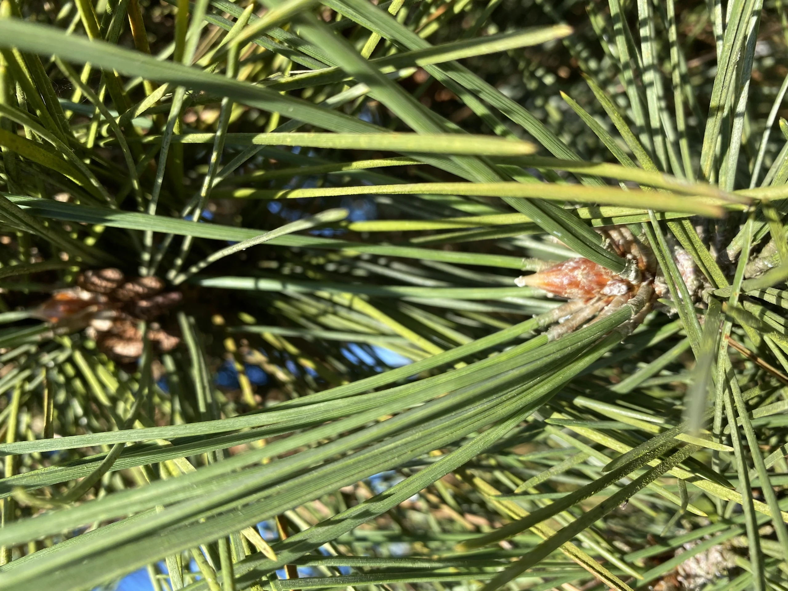 Pinus nigra 'Fastigiata' (Sosna czarna 'Fastigiata')