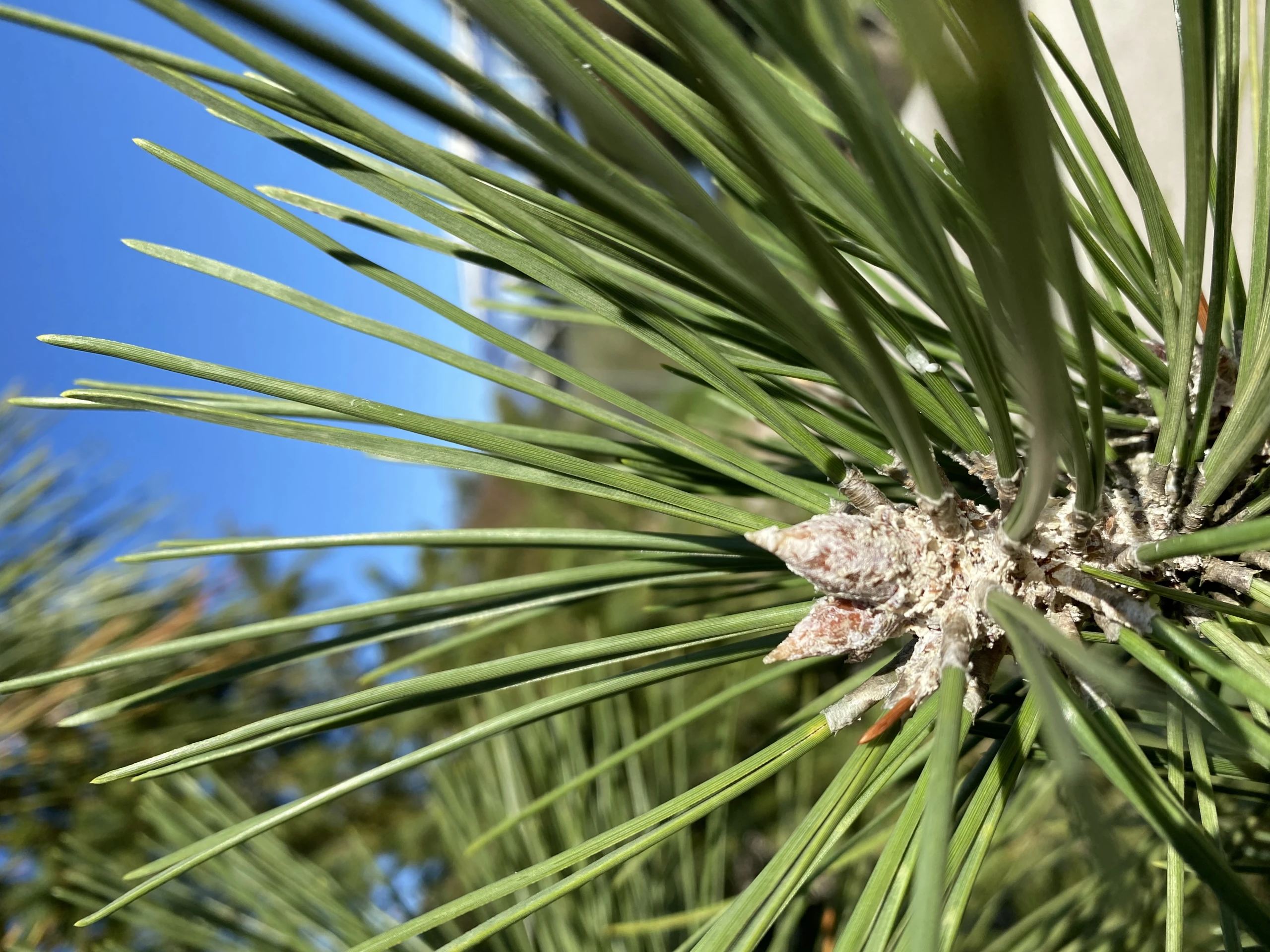 Pinus nigra 'Fastigiata' (Sosna czarna 'Fastigiata')