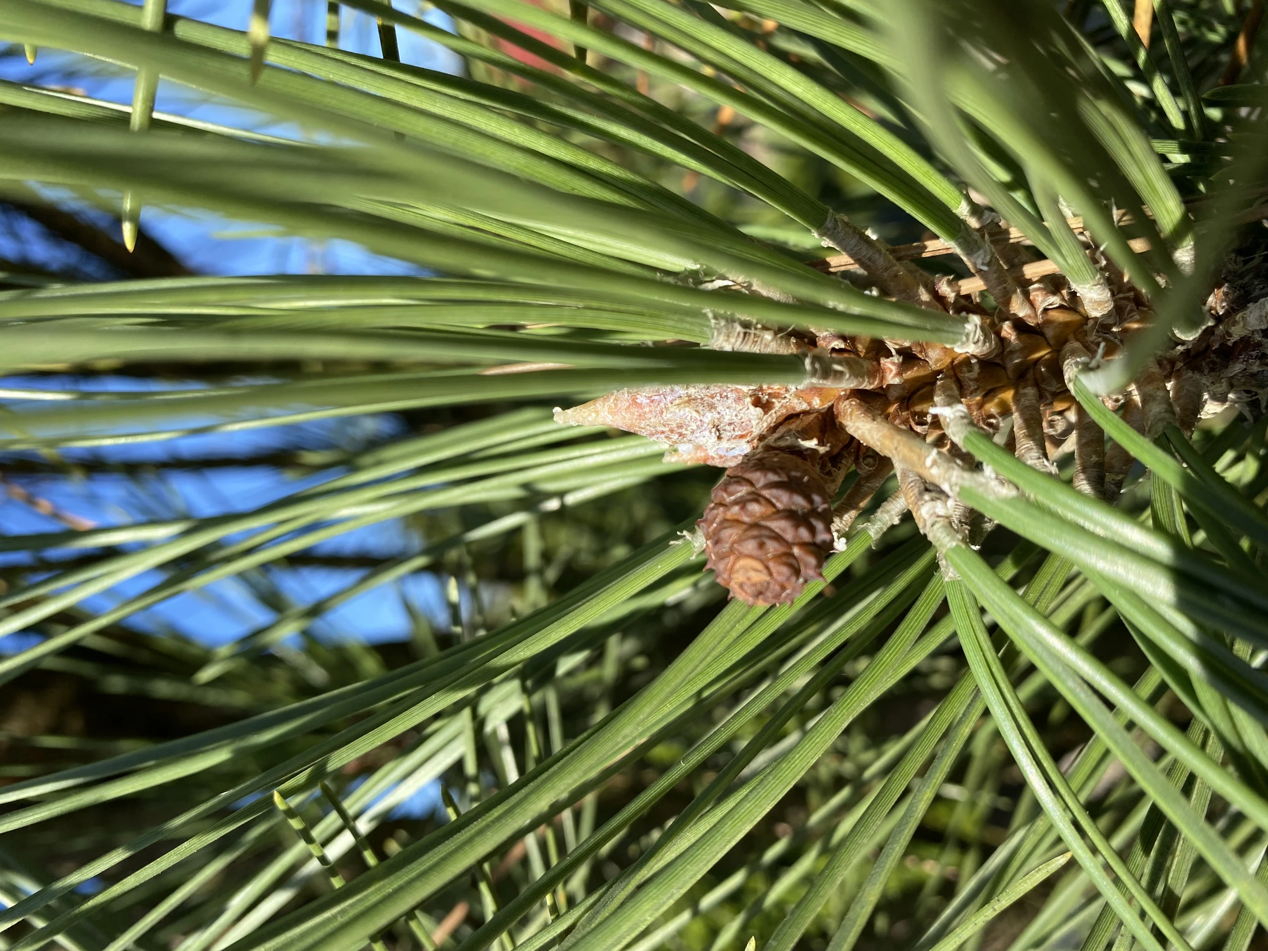 Pinus nigra 'Fastigiata' (Sosna czarna 'Fastigiata')