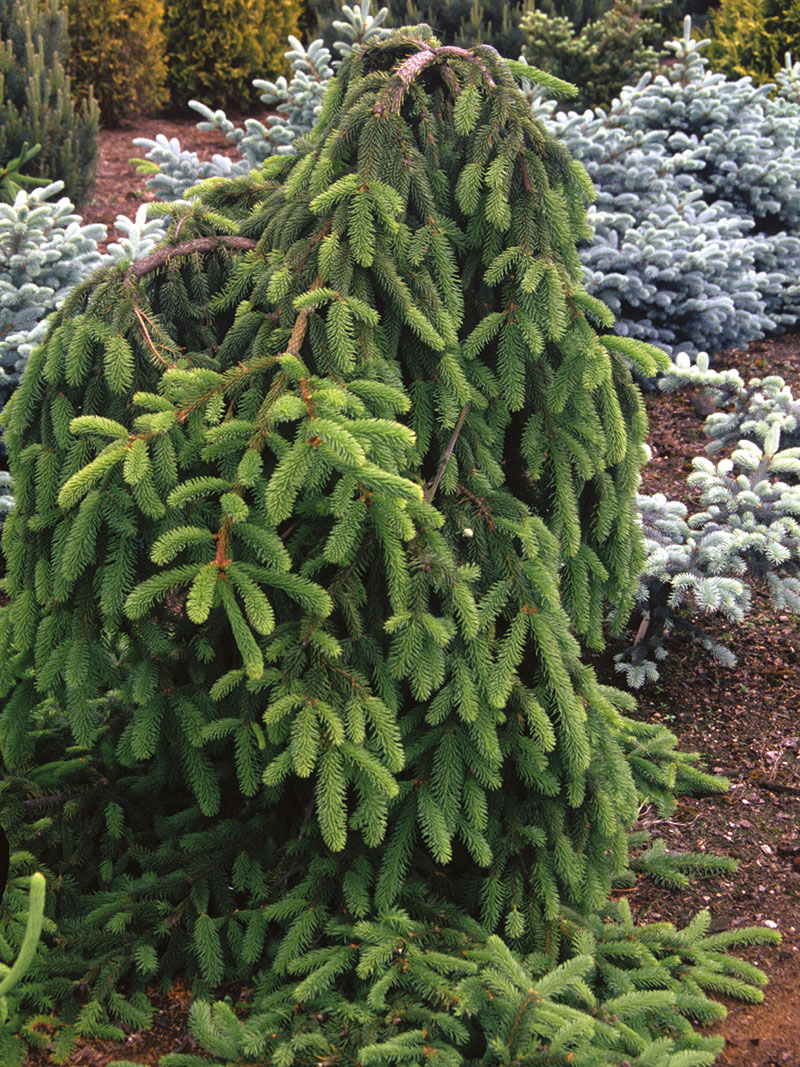 Picea abies 'Inversa' (Świerk pospolity 'Inversa')