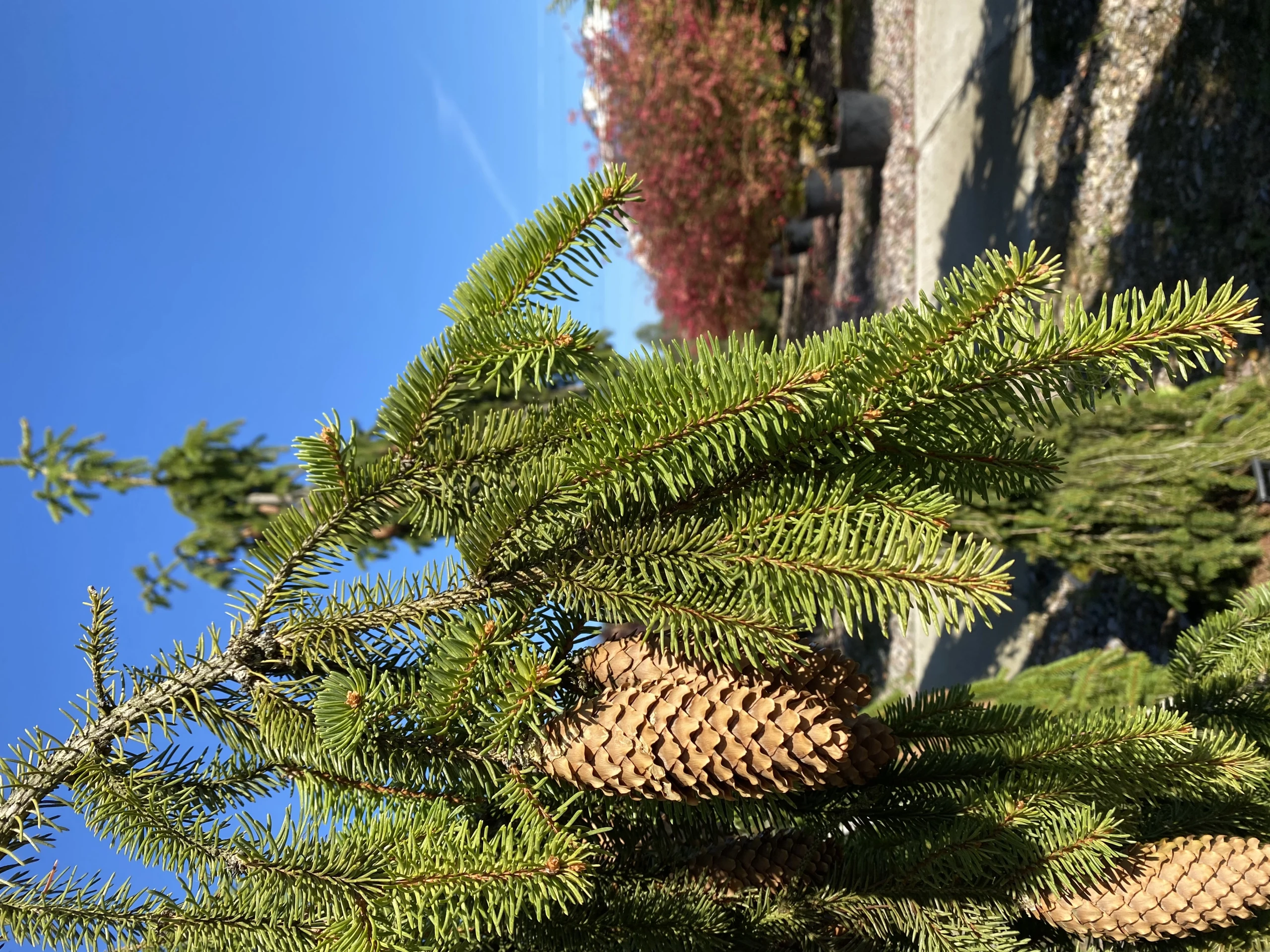 Picea abies 'Inversa' (Świerk pospolity 'Inversa')