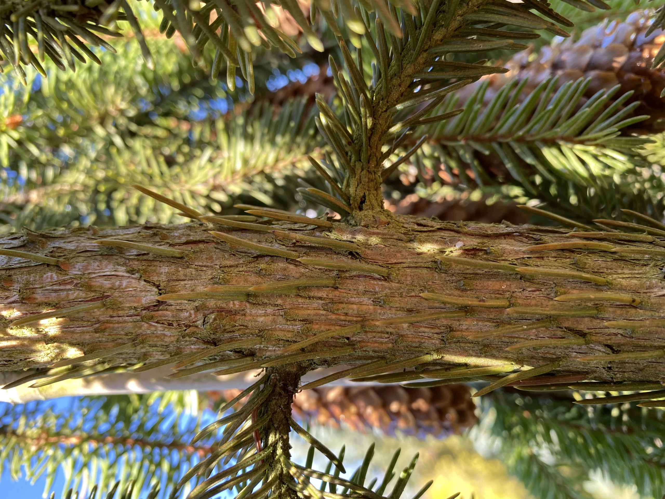 Picea abies 'Inversa' (Świerk pospolity 'Inversa')