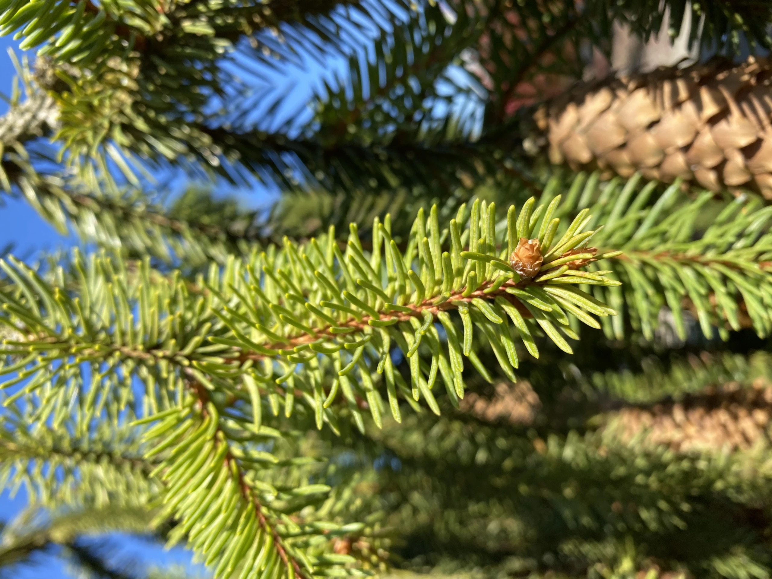 Picea abies 'Inversa' (Świerk pospolity 'Inversa')