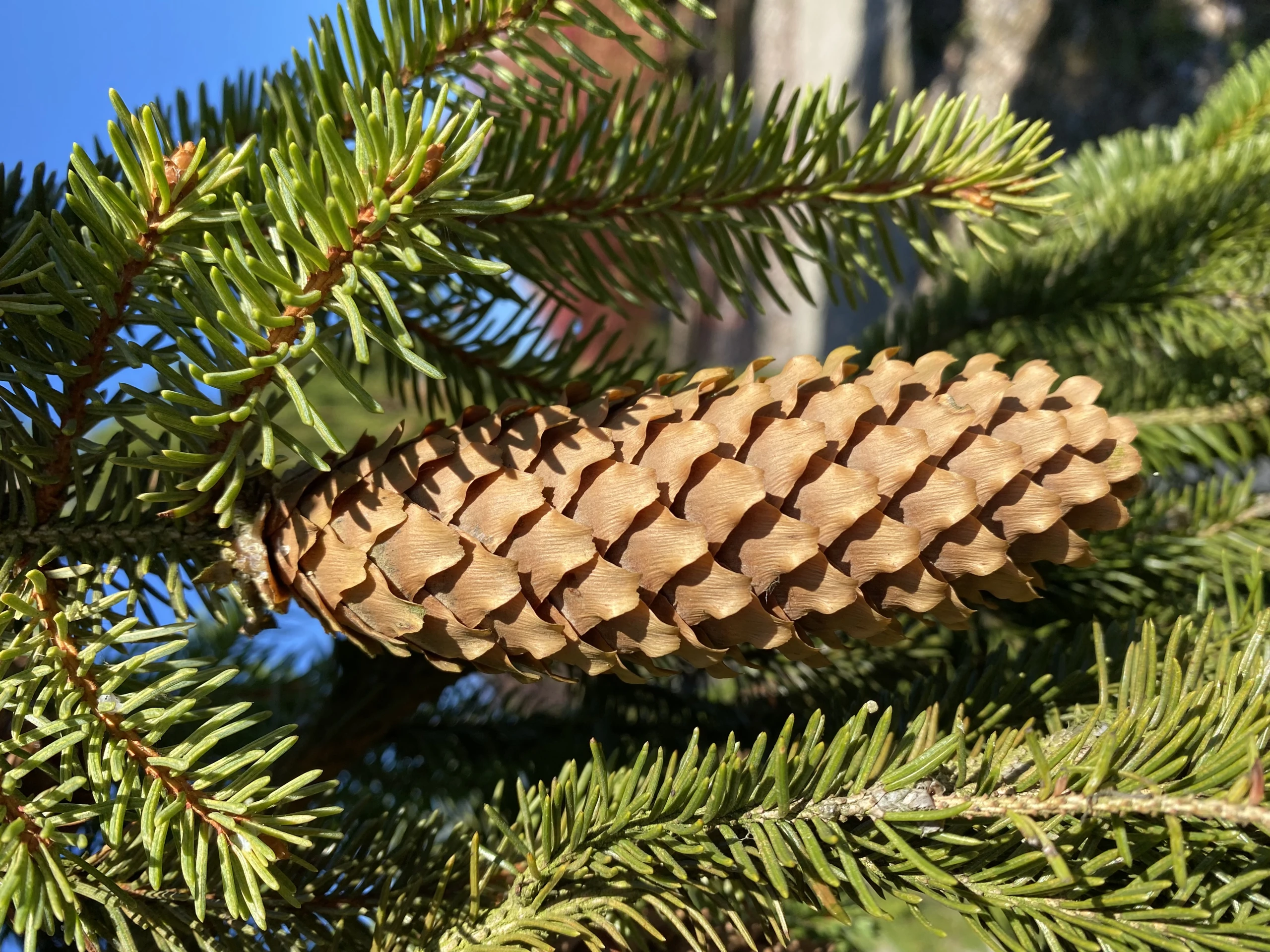 Picea abies 'Inversa' (Świerk pospolity 'Inversa')