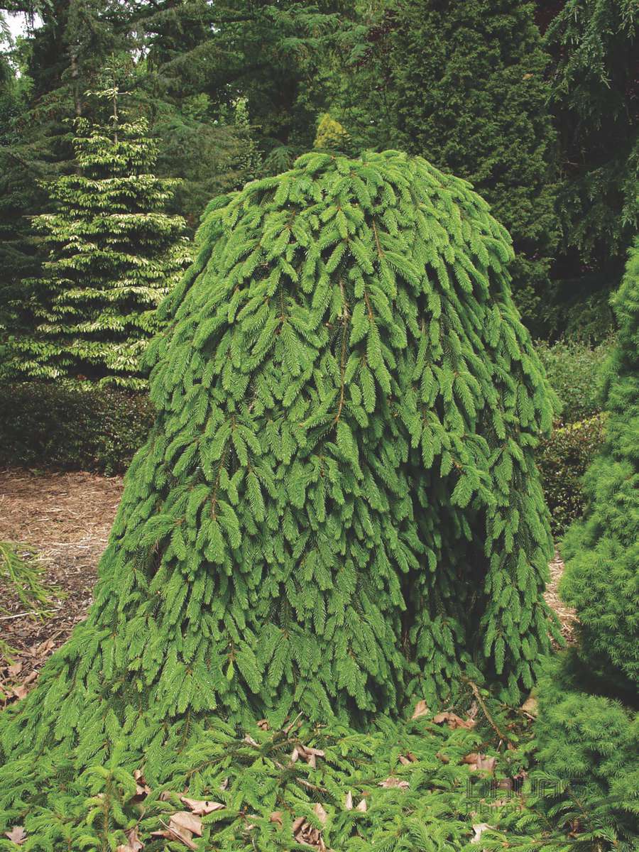 Picea abies 'Inversa' (Świerk pospolity 'Inversa')