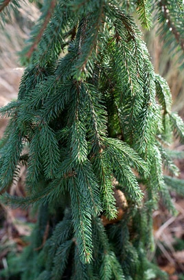 Picea abies 'Inversa' (Świerk pospolity 'Inversa')