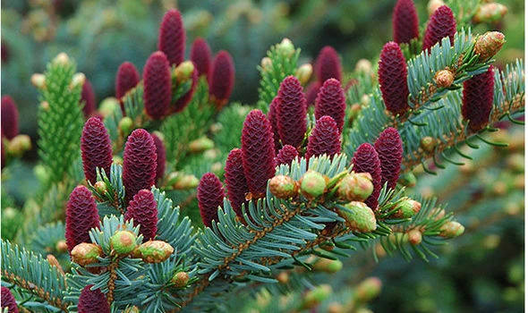 Picea abies 'Inversa' (Świerk pospolity 'Inversa')