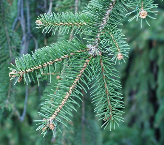 Picea abies 'Inversa' (Świerk pospolity 'Inversa')