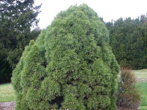 Pinus sylvestris 'Globosa Viridis' (Sosna pospolita 'Globosa Viridis')